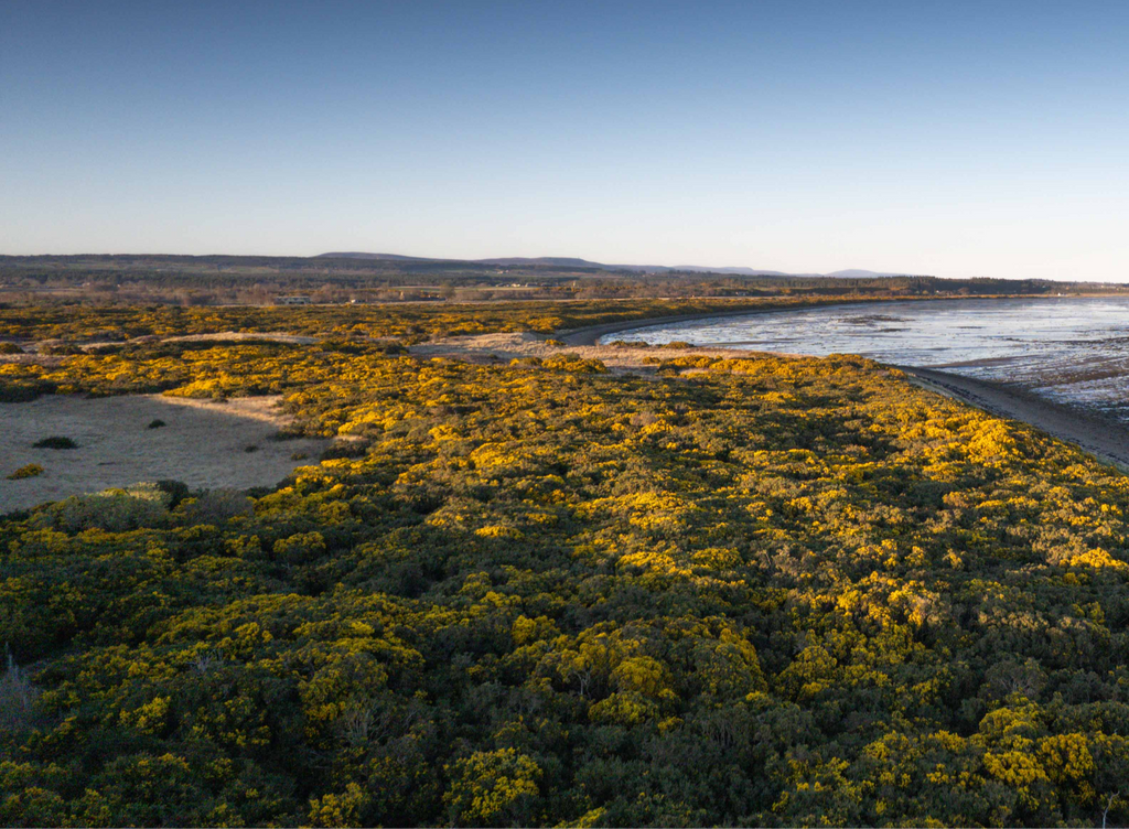 highland gorse tin image 4